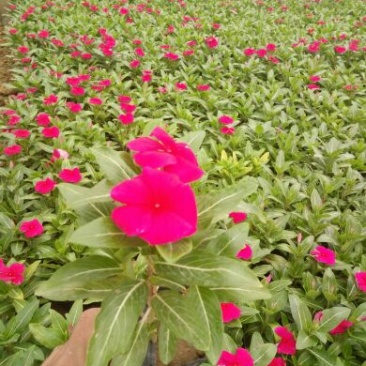 长春花