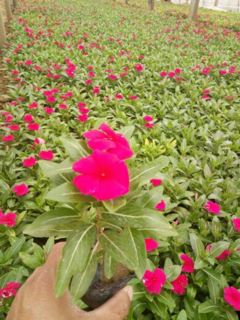 万寿菊盆花