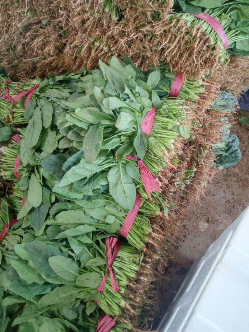 小叶菠菜25~30厘米