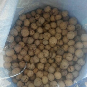 绵核桃30mm以上去皮干