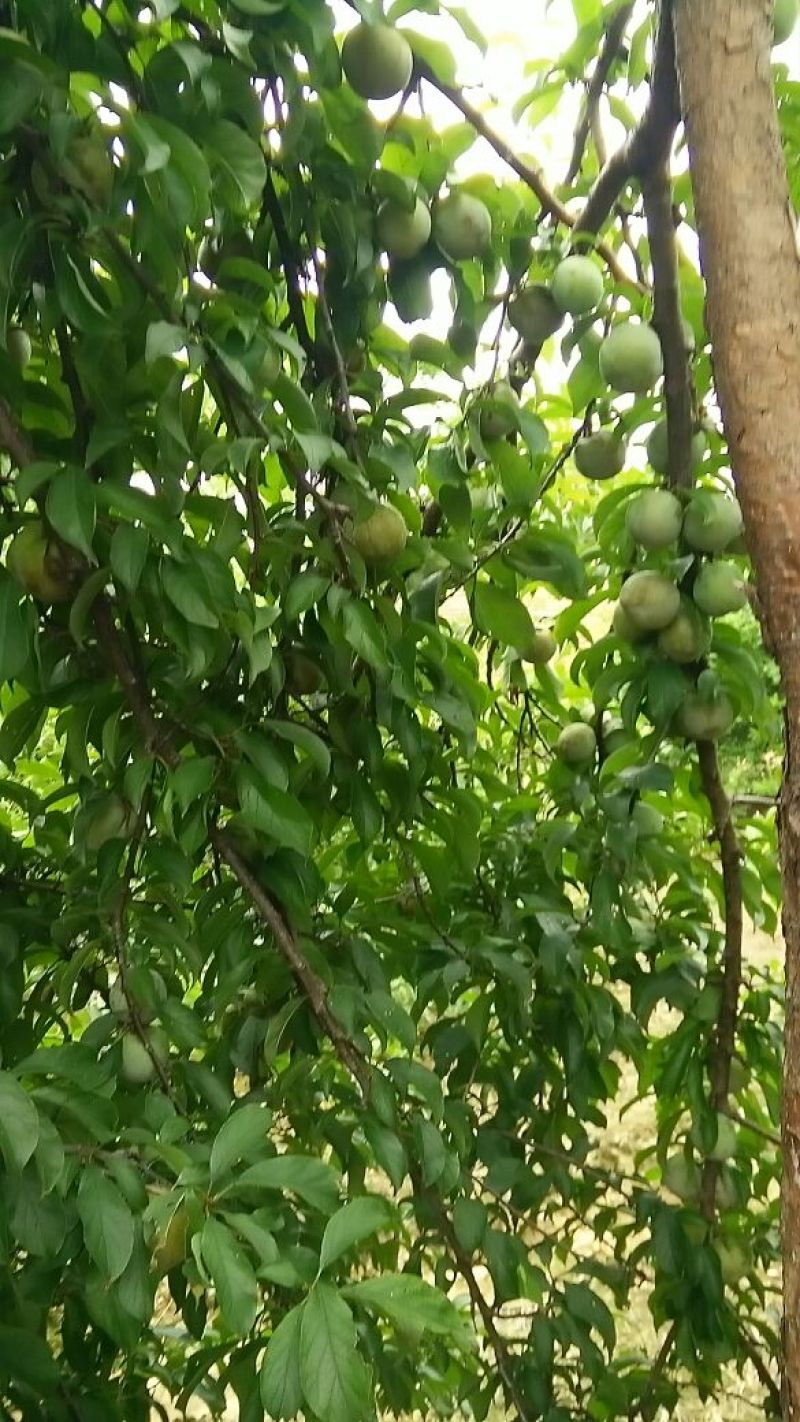 李子枝条