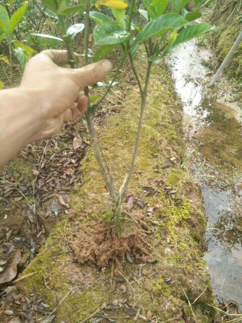 大叶栀子苗50~60cm