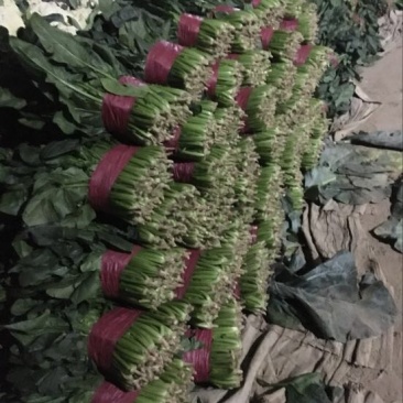大叶菠菜