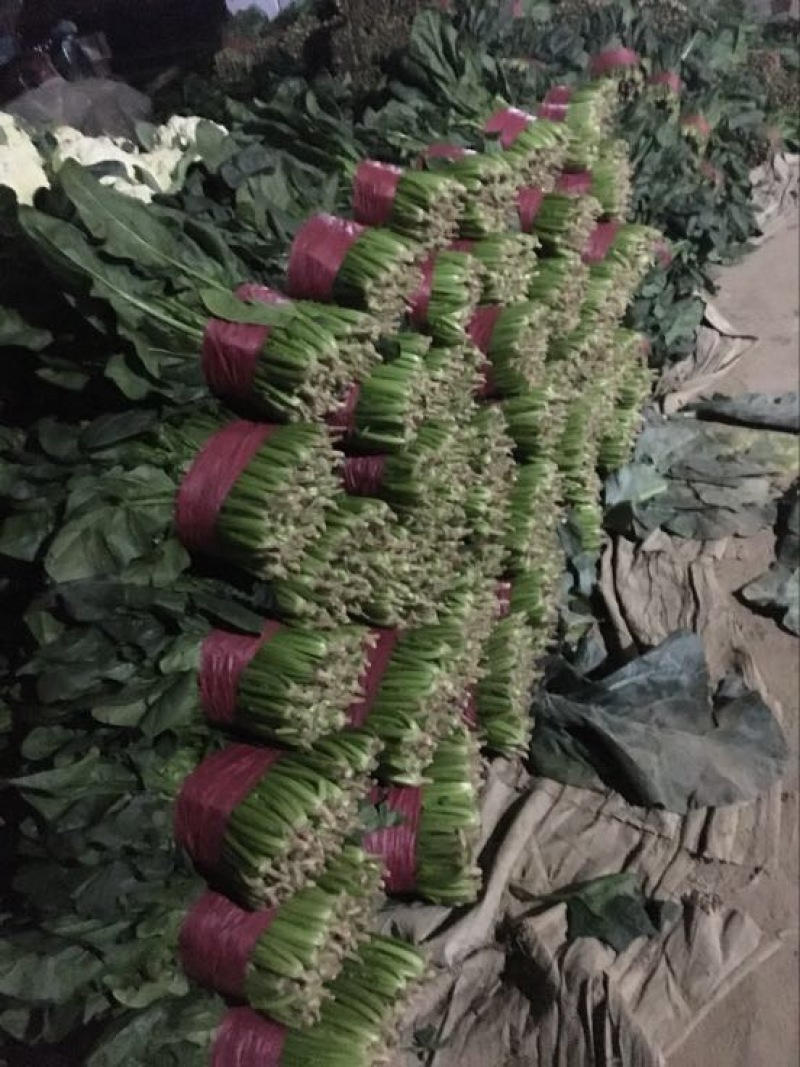 大叶菠菜