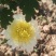 药用菊花散装