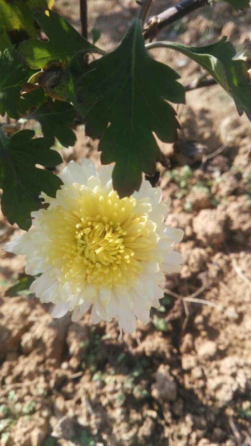 药用菊花散装