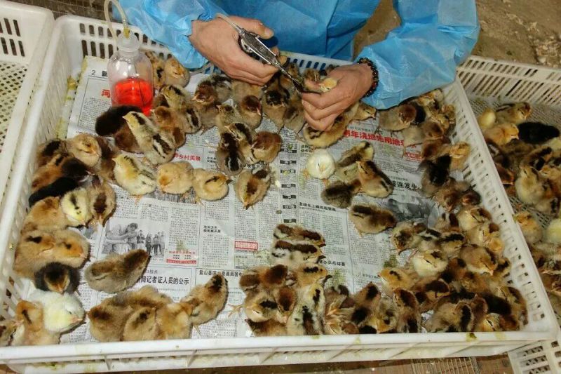柴鸡苗1斤以下