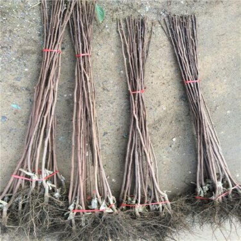 柿子树苗100~150cm