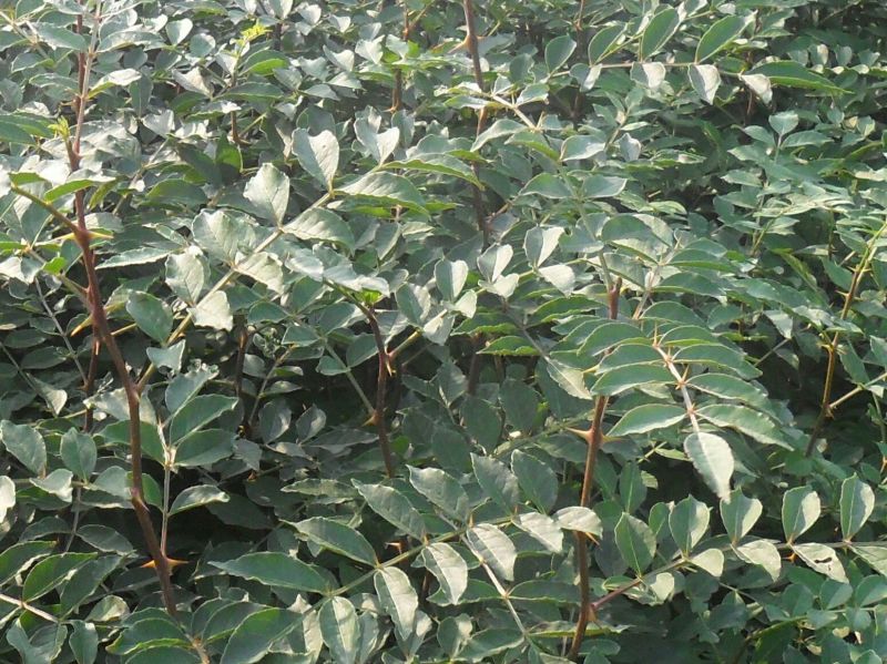 花椒苗0.5~1年