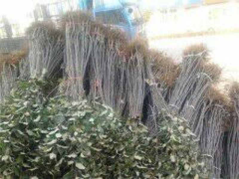 红富士苹果树苗80cm以上基地直销现起现发