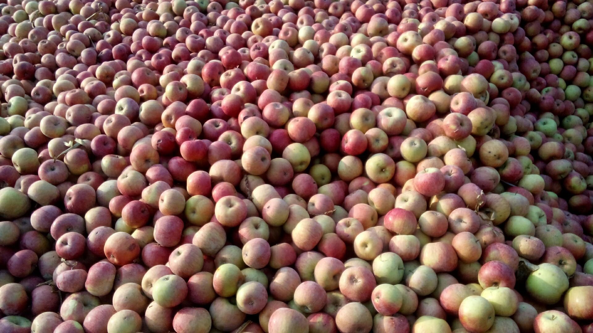 辽宁营口市盖州市国光苹果 60~70mm 光果批发