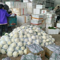 菜花紧密乳白1.5-2斤，质量好，货源充足供应电商