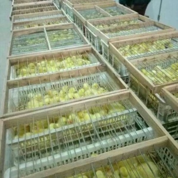 狮头鹅苗250g