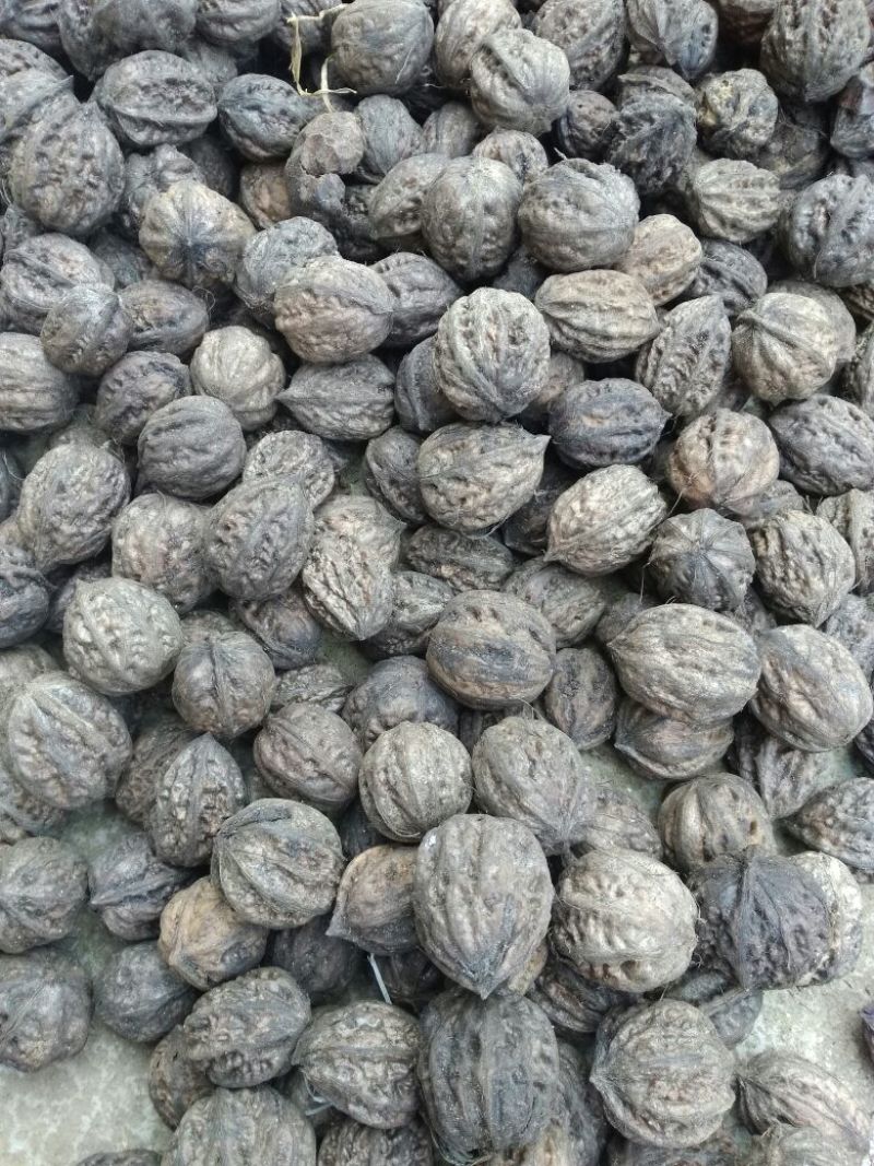 山核桃去皮干