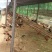 柴鸡苗1斤以上