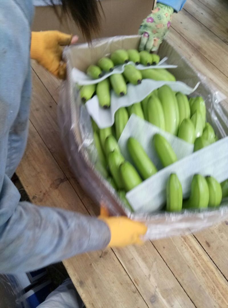 威廉斯香蕉七成熟