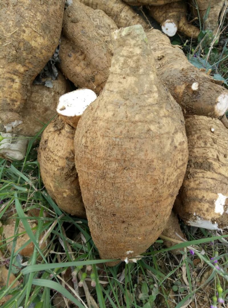 无渣粉葛皮薄质嫩，无渣，口感好