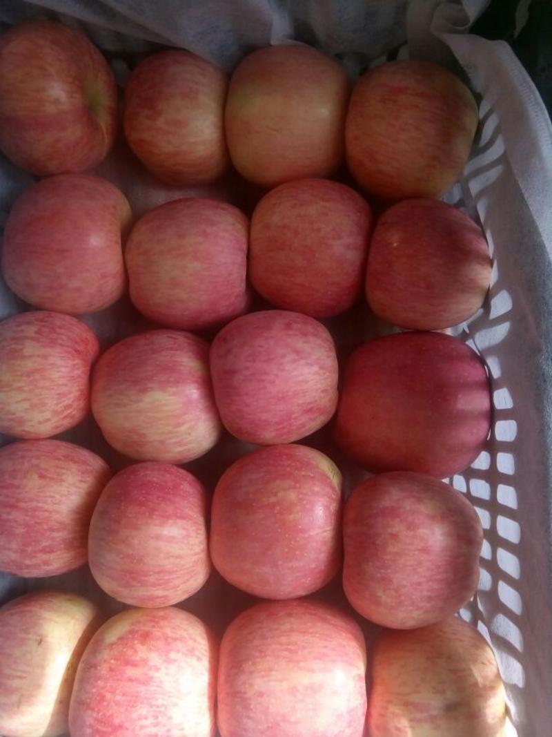红富士苹果产地直供一手货源质量保证口感脆甜