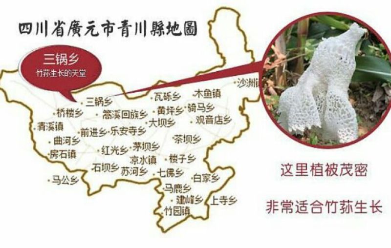干竹荪