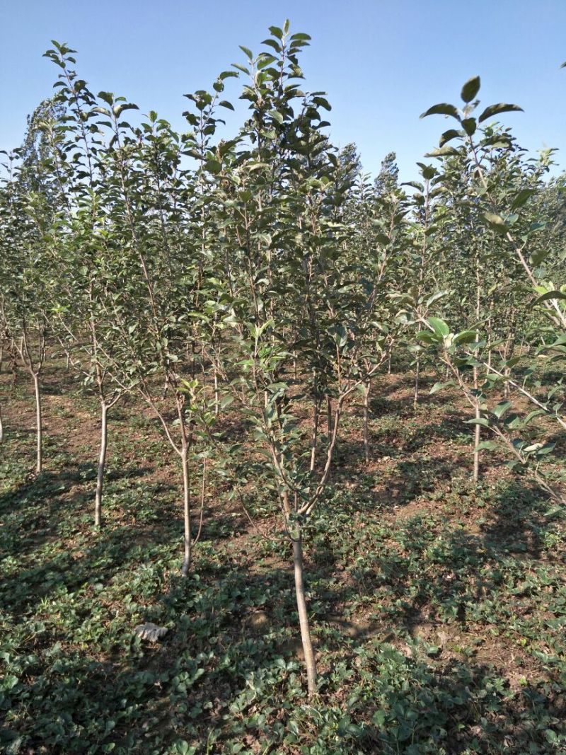桃树苗70~80cm