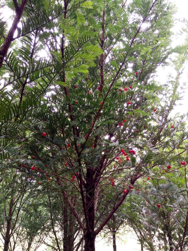 云南红豆杉10~12cm6~8cm3.5~4米