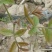核桃苗100~150cm二年苗