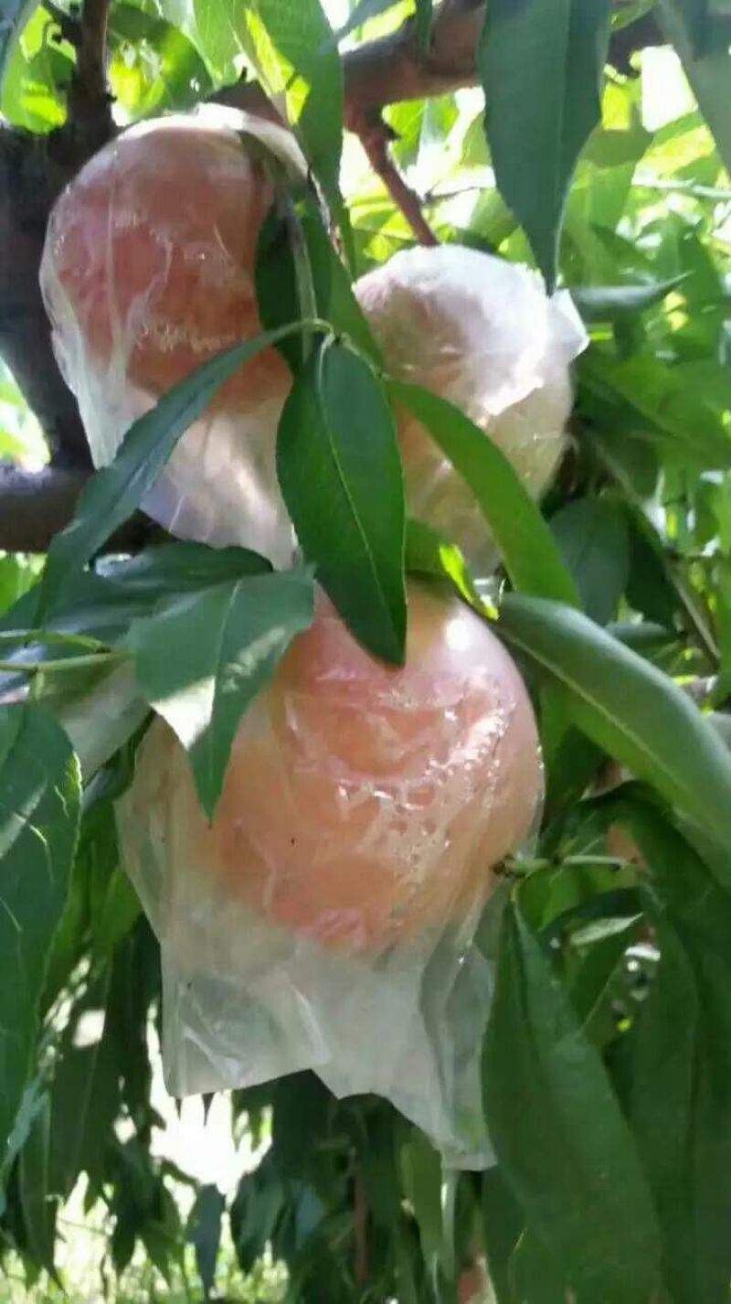 膜袋毛桃