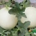 京欣西瓜8斤打底8成熟1茬
