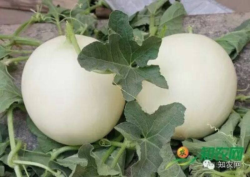 京欣西瓜8斤打底8成熟1茬