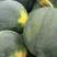 黄肉西瓜产地大量上市直供一手货源合作共赢