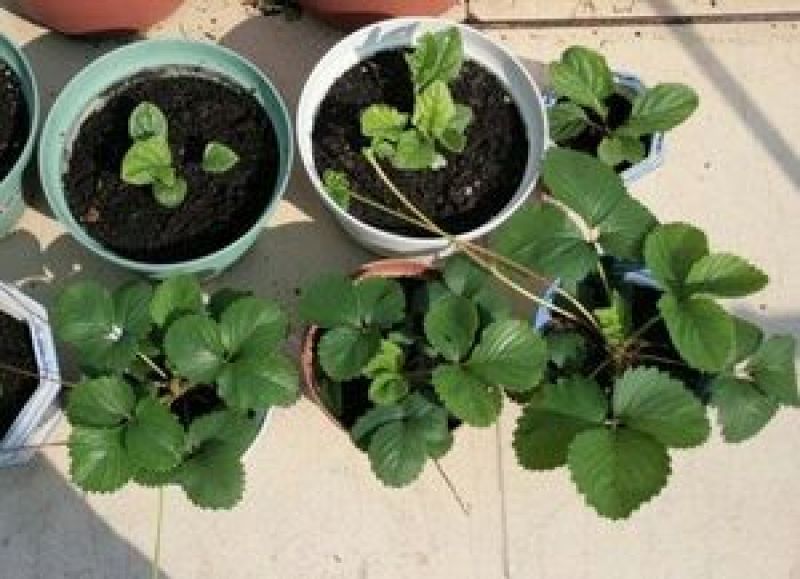 草莓苗红颜奶油草莓甜查理草莓四季盆栽草莓
