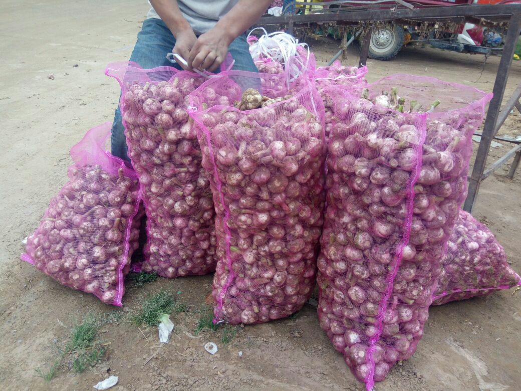 大蒜河南郑州中牟县_批发_供应-一亩田农业网