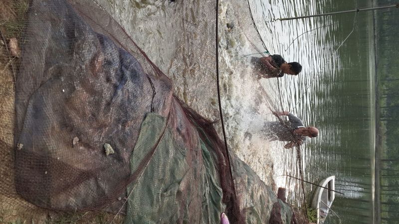 池鲤鱼食用1~2公斤