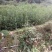 (李子苗)脆红李子树苗，一至二年苗。一手货源，基地直发