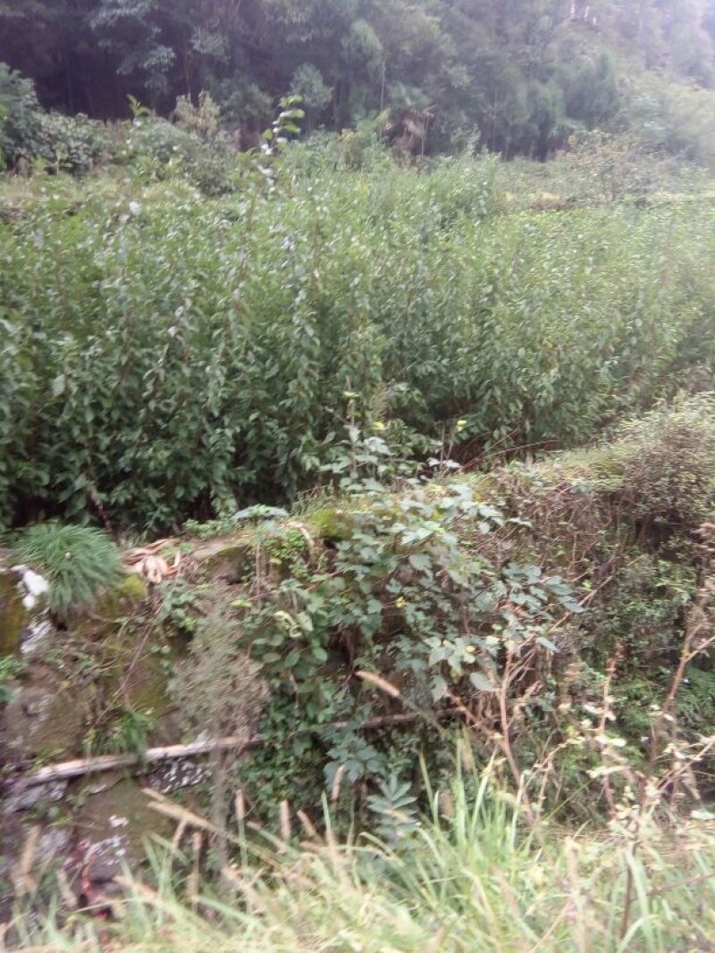 (李子苗)脆红李子树苗，一至二年苗。一手货源，基地直发