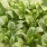 大叶菠菜20~25厘米