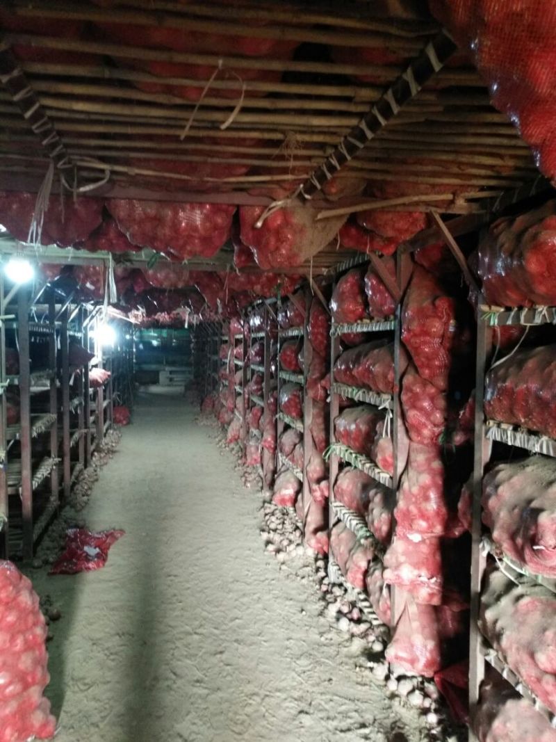 红皮洋葱8厘米以上