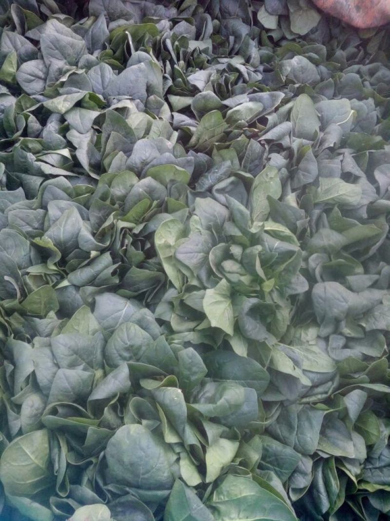 大叶菠菜，圆叶菠菜，精品市场货，加工厂货
