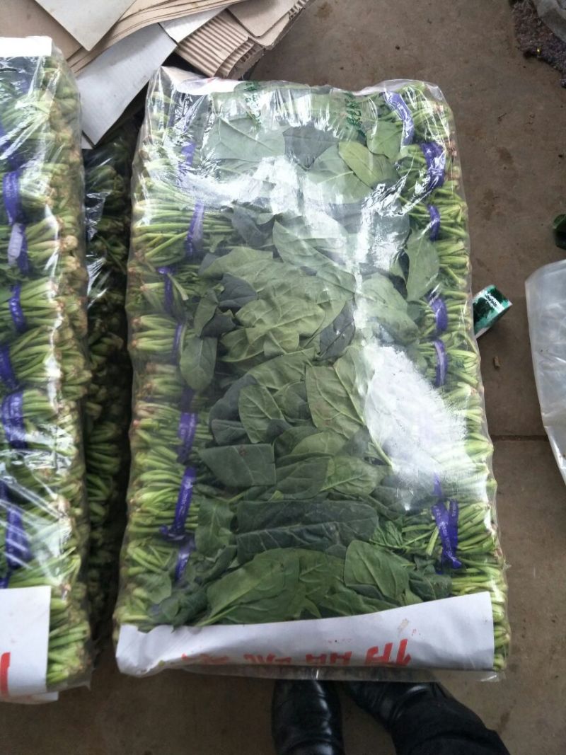大叶菠菜20~25厘米