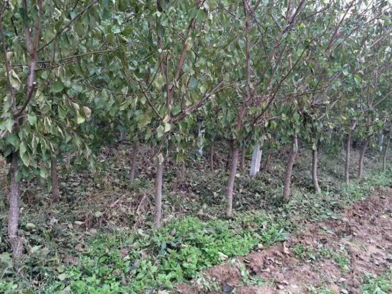 杏树8~10cm4~6cm0.5~1米