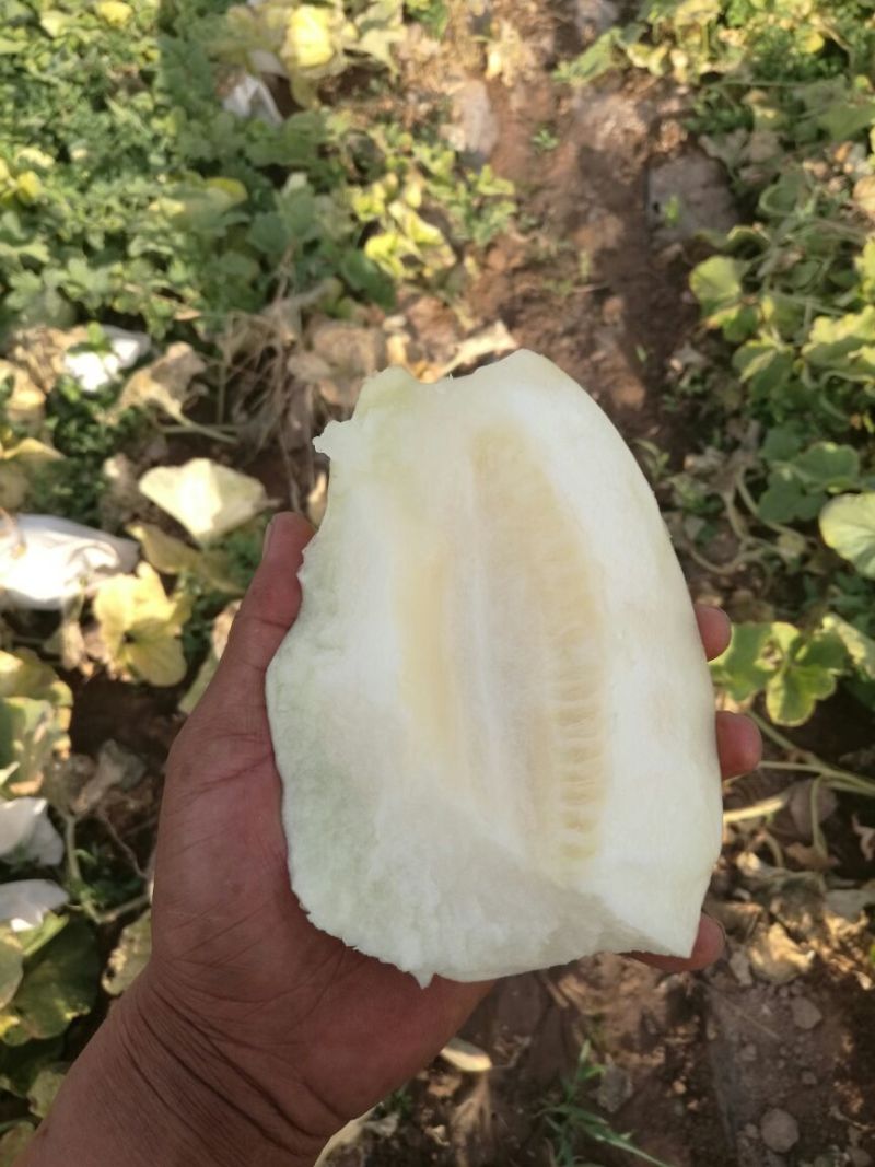 鄯善哈密瓜1斤以上长圆形