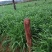 韭菜二茬