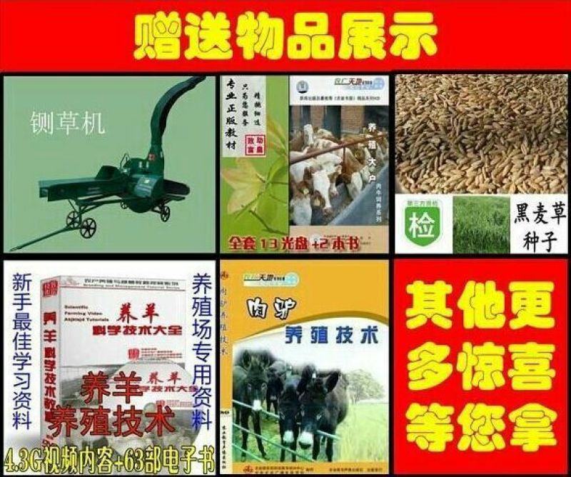 肉驴苗