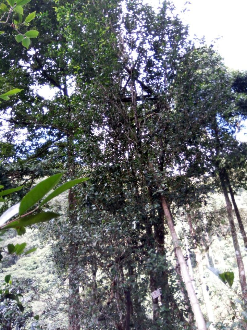 百年大树茶特级