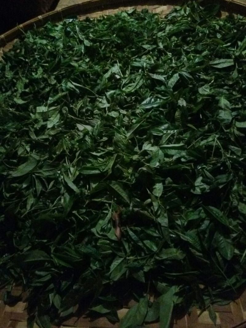 普洱茶散茶