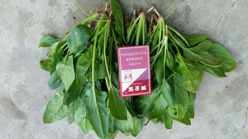 越冬菠菜15~20厘米