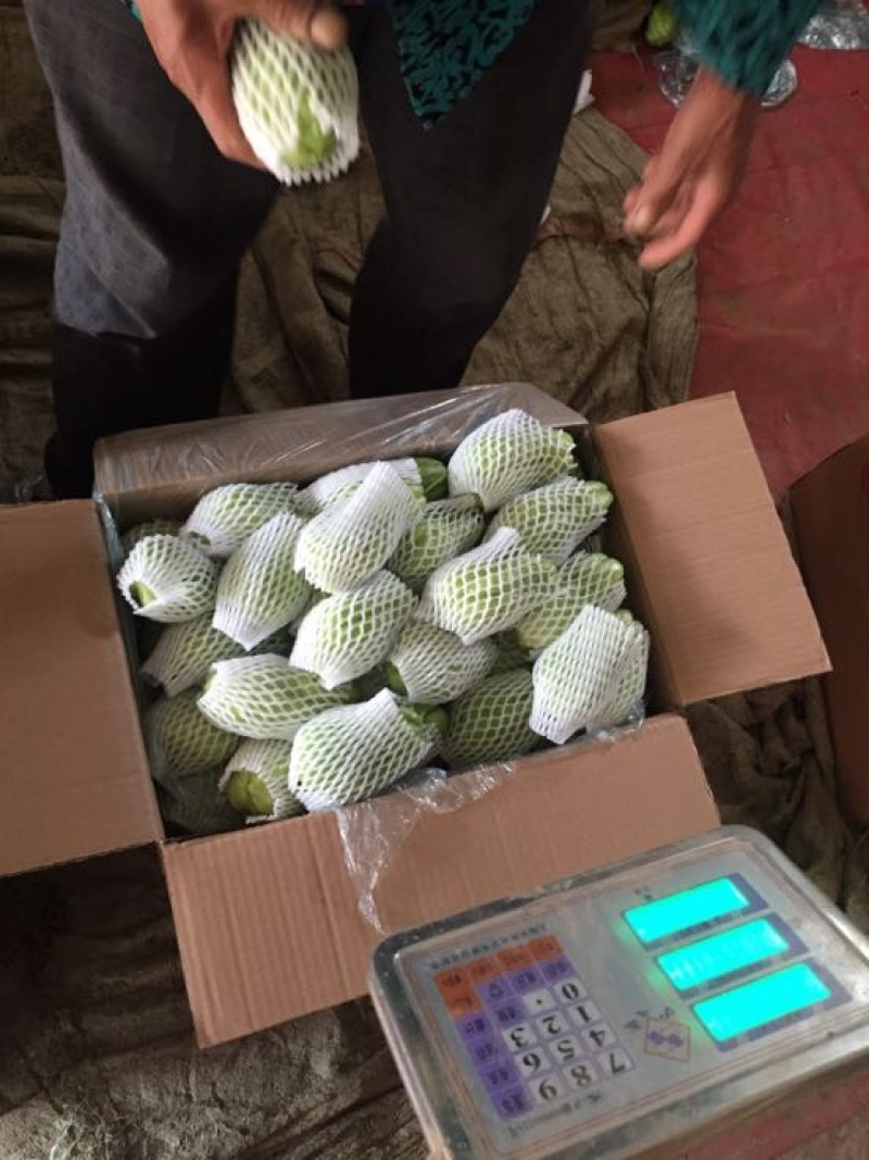 佛手瓜，优质山东货源精品，网套加泡沫箱等
