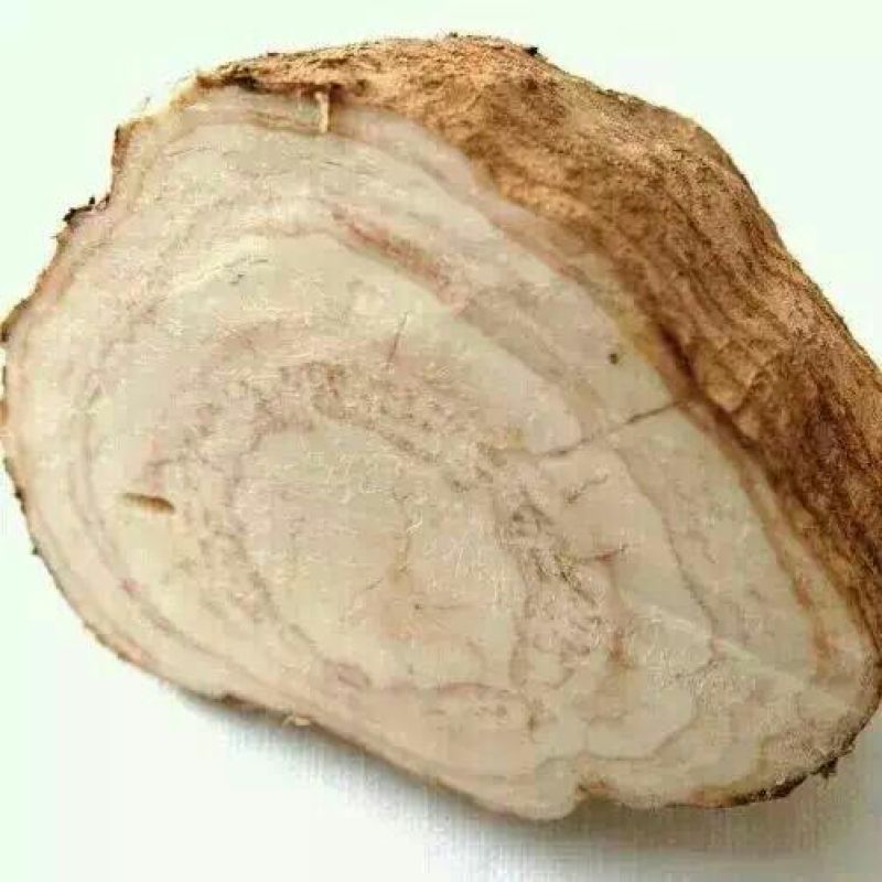 广西无渣粉葛根种苗产地直供可视频看货保证成活率