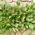 大叶菠菜20~25厘米