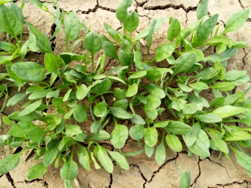 大叶菠菜20~25厘米